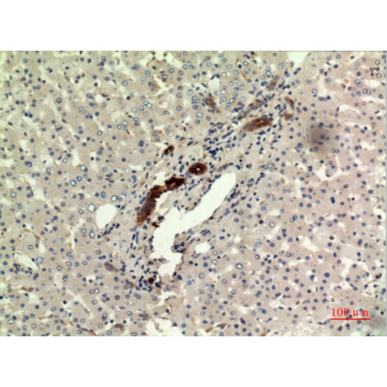 Immunohistochemistry - Anti-IFNW1 Antibody (C30712) - Antibodies.com