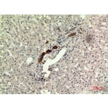 Immunohistochemistry - Anti-IFNW1 Antibody (C30712) - Antibodies.com