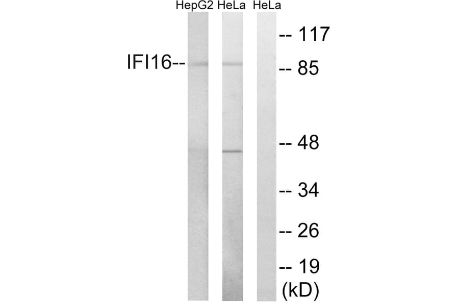 Western Blot - Anti-IFI16 Antibody (C15867) - Antibodies.com