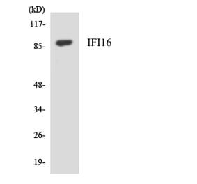 Western Blot - Anti-IFI16 Antibody (R12-2910) - Antibodies.com