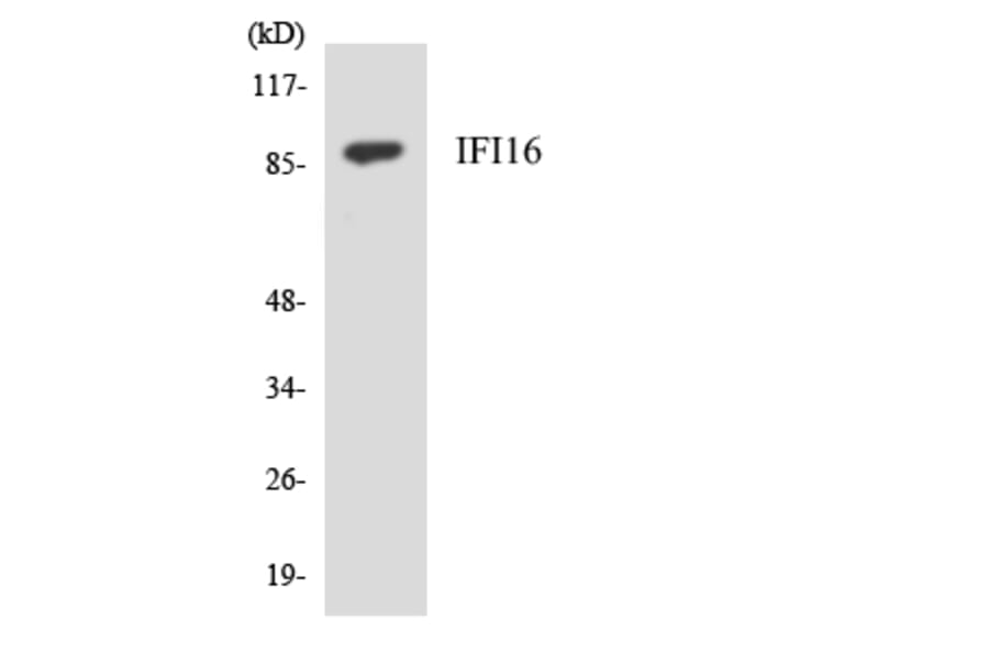 Western Blot - Anti-IFI16 Antibody (R12-2910) - Antibodies.com
