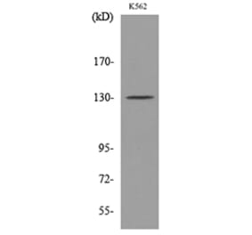 Western Blot - Anti-ICAM3 Antibody (C30362) - Antibodies.com