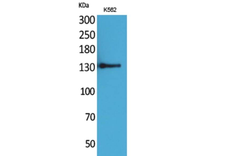 Western Blot - Anti-ICAM3 Antibody (C30362) - Antibodies.com
