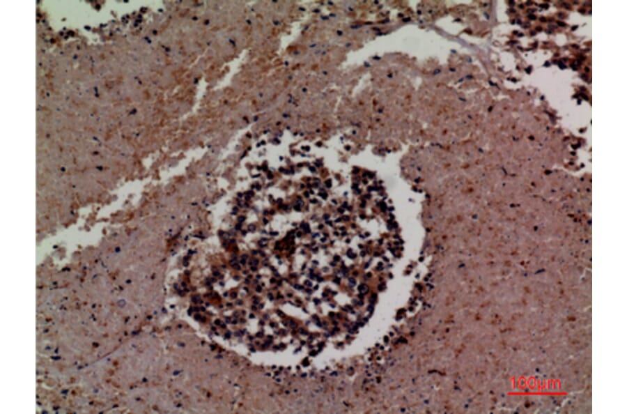 Immunohistochemistry - Anti-ICAM3 Antibody (C30362) - Antibodies.com