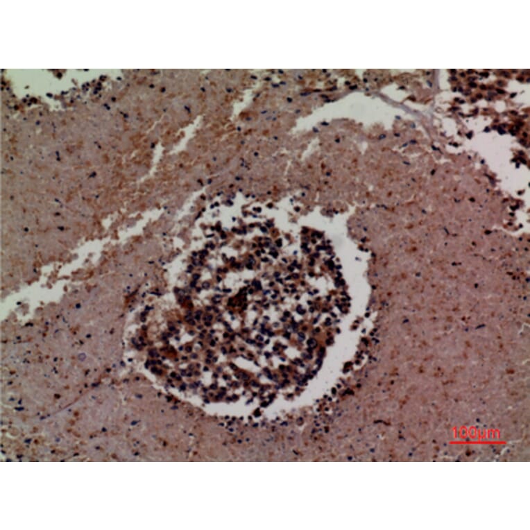 Immunohistochemistry - Anti-ICAM3 Antibody (C30362) - Antibodies.com