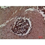 Immunohistochemistry - Anti-ICAM3 Antibody (C30362) - Antibodies.com