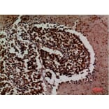 Immunohistochemistry - Anti-ICAM3 Antibody (C30362) - Antibodies.com