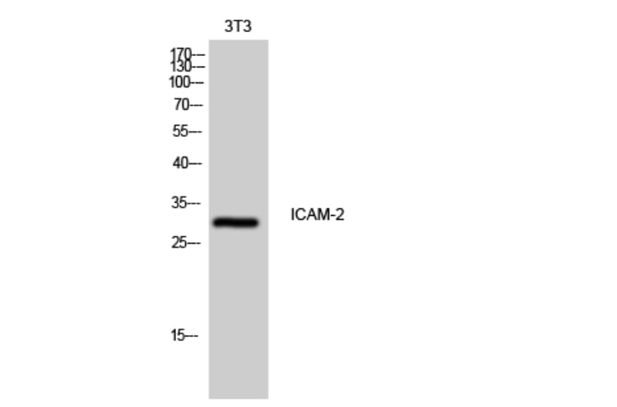 Western Blot - Anti-ICAM2 Antibody (C16389) - Antibodies.com