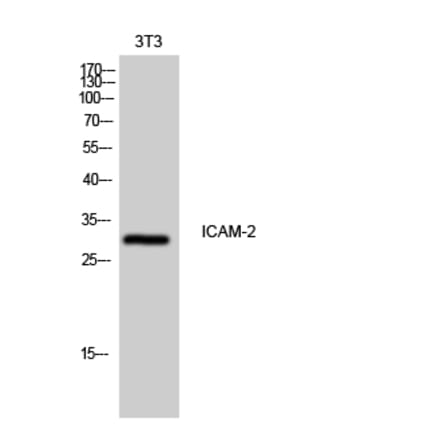 Western Blot - Anti-ICAM2 Antibody (C16389) - Antibodies.com