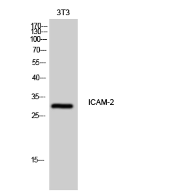 Western Blot - Anti-ICAM2 Antibody (C16389) - Antibodies.com