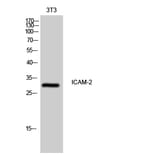 Western Blot - Anti-ICAM2 Antibody (C16389) - Antibodies.com