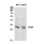 Western Blot - Anti-ICAM2 Antibody (C30407) - Antibodies.com