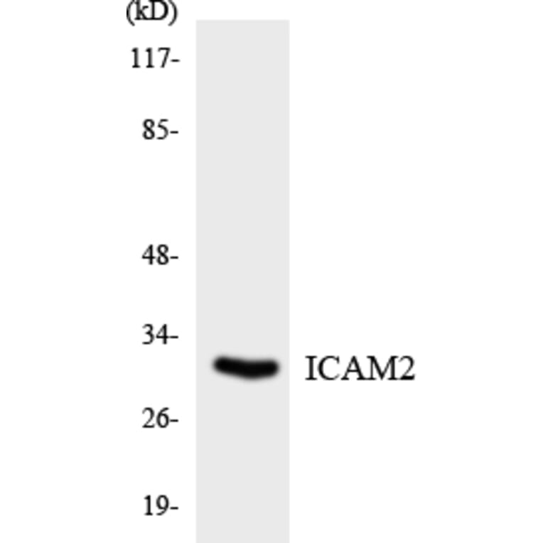 Western Blot - Anti-ICAM2 Antibody (R12-2908) - Antibodies.com