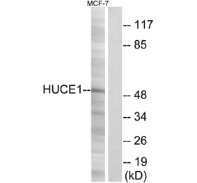 Western Blot - Anti-HUCE1 Antibody (C15060) - Antibodies.com