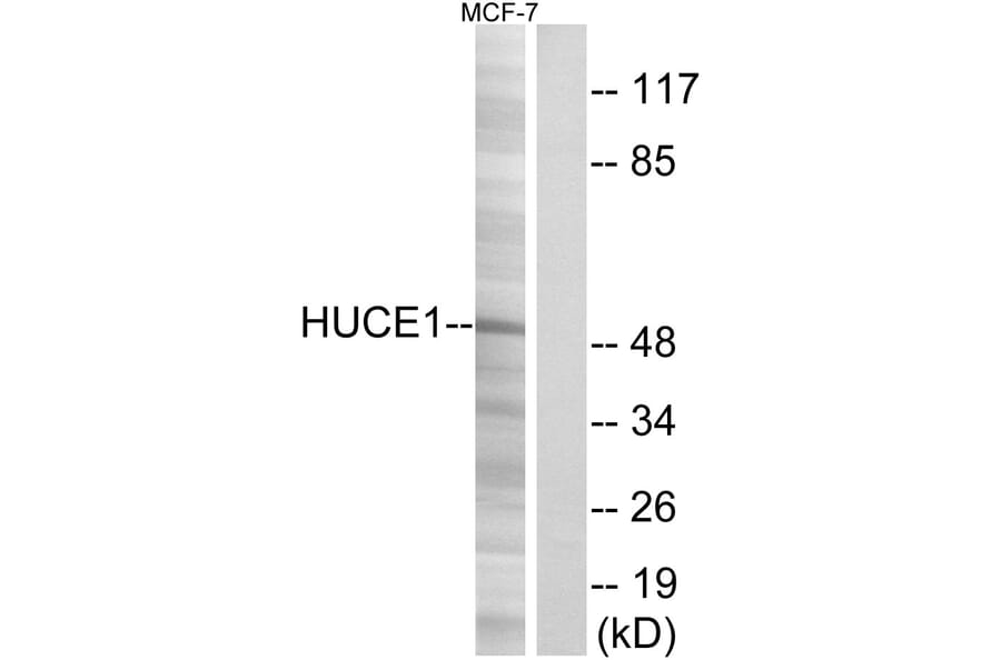 Western Blot - Anti-HUCE1 Antibody (C15060) - Antibodies.com