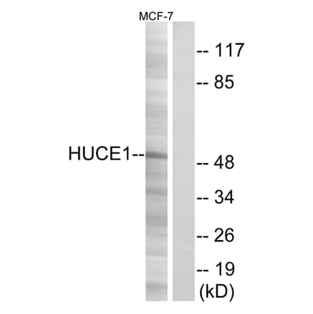 Western Blot - Anti-HUCE1 Antibody (C15060) - Antibodies.com