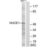 Western Blot - Anti-HUCE1 Antibody (C15060) - Antibodies.com