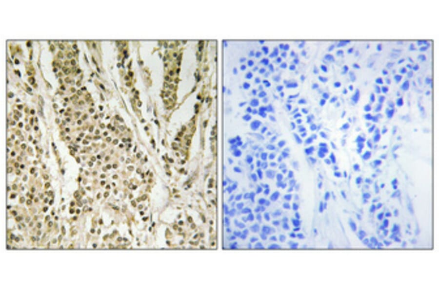Immunohistochemistry - Anti-HUCE1 Antibody (C15060) - Antibodies.com