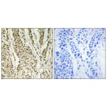 Immunohistochemistry - Anti-HUCE1 Antibody (C15060) - Antibodies.com