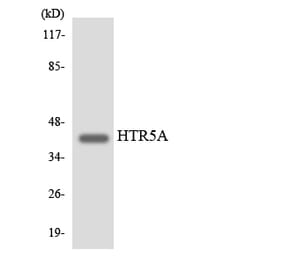 Western Blot - Anti-HTR5A Antibody (R12-2904) - Antibodies.com