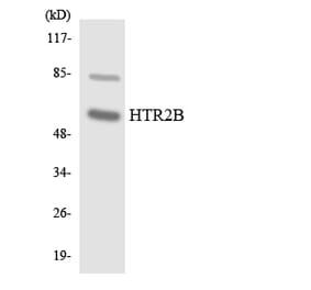 Western Blot - Anti-HTR2B Antibody (R12-2901) - Antibodies.com