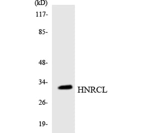 Western Blot - Anti-HNRCL Antibody (R12-2885) - Antibodies.com