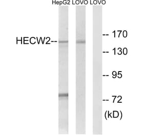 Western Blot - Anti-HECW2 Antibody (C15541) - Antibodies.com