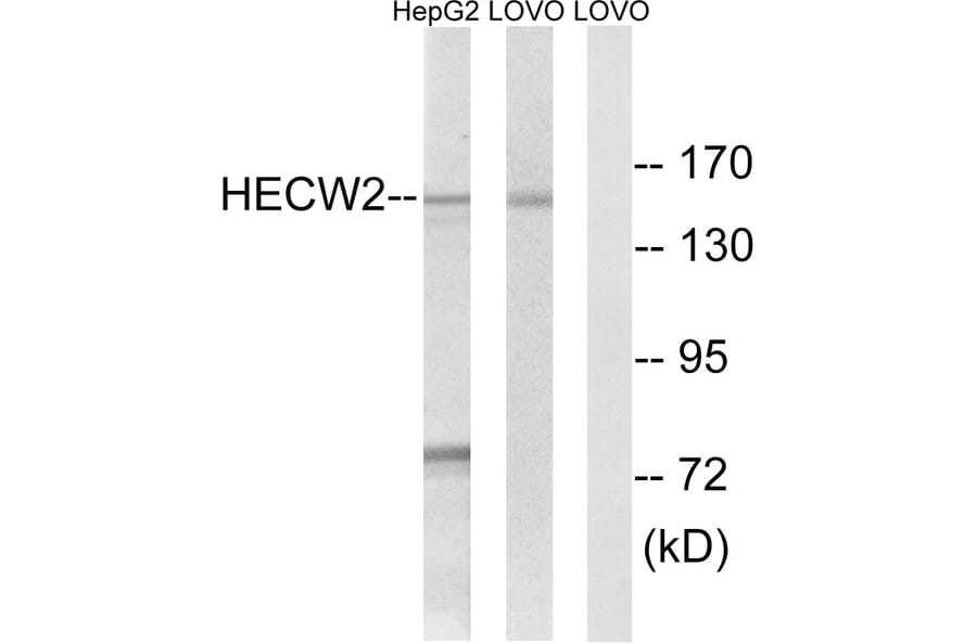 Western Blot - Anti-HECW2 Antibody (C15541) - Antibodies.com
