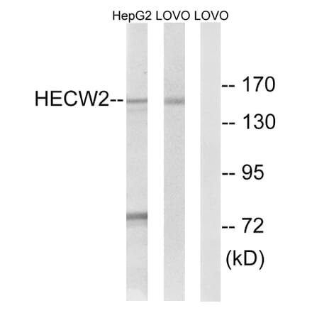 Western Blot - Anti-HECW2 Antibody (C15541) - Antibodies.com