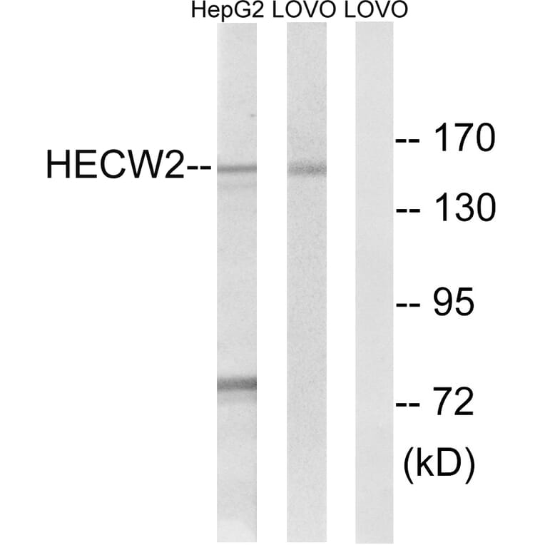 Western Blot - Anti-HECW2 Antibody (C15541) - Antibodies.com