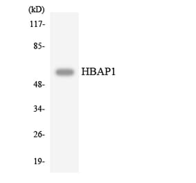 Western Blot - Anti-HBAP1 Antibody (R12-2865) - Antibodies.com