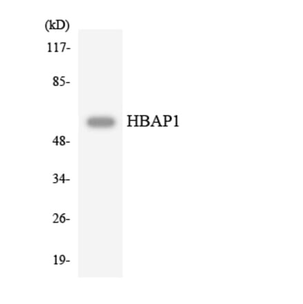 Western Blot - Anti-HBAP1 Antibody (R12-2865) - Antibodies.com