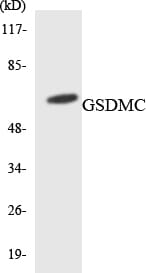 Western blot analysis of the lysates from HepG2 cells using Anti-GSDMC Antibody.