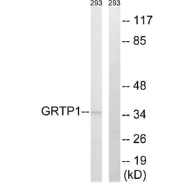 Western Blot - Anti-GRTP1 Antibody (C15978) - Antibodies.com