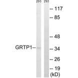 Western Blot - Anti-GRTP1 Antibody (C15978) - Antibodies.com