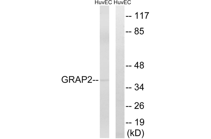 Western Blot - Anti-GRAP2 Antibody (C15966) - Antibodies.com