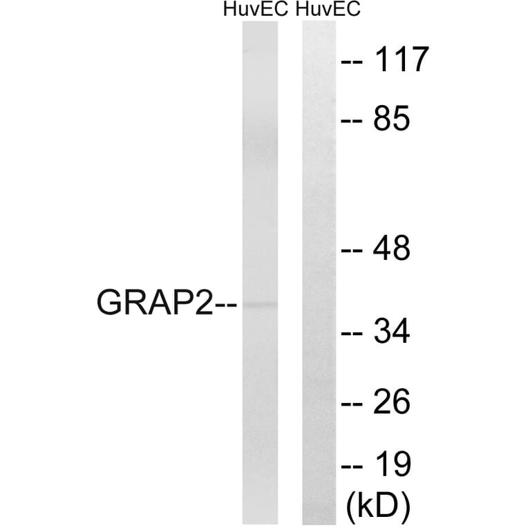 Western Blot - Anti-GRAP2 Antibody (C15966) - Antibodies.com