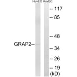Western Blot - Anti-GRAP2 Antibody (C15966) - Antibodies.com