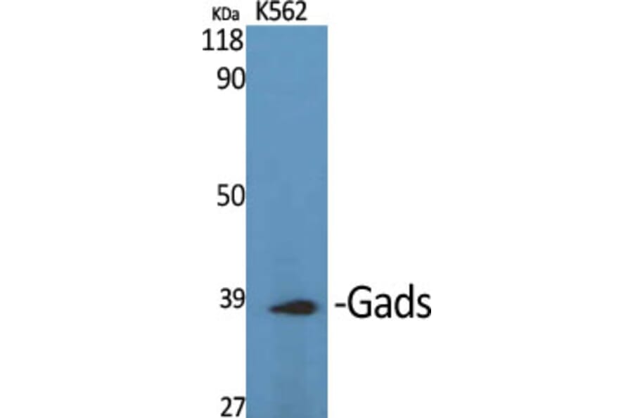 Western Blot - Anti-GRAP2 Antibody (C15966) - Antibodies.com
