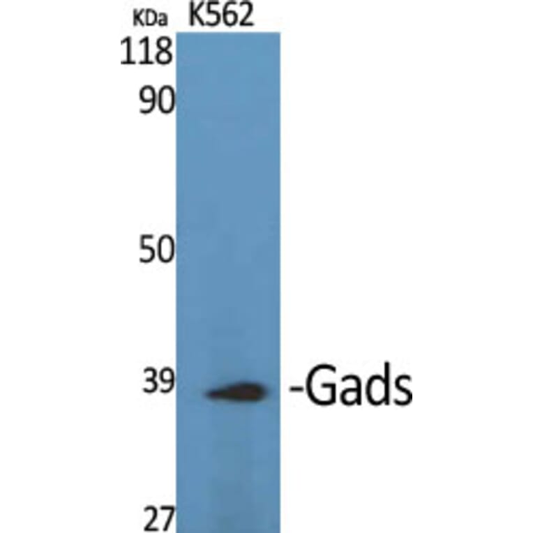 Western Blot - Anti-GRAP2 Antibody (C15966) - Antibodies.com