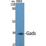 Western Blot - Anti-GRAP2 Antibody (C15966) - Antibodies.com