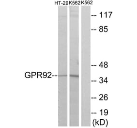 Western Blot - Anti-GPR92 Antibody (G360) - Antibodies.com