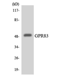 Western Blot - Anti-GPR83 Antibody (R12-2848) - Antibodies.com