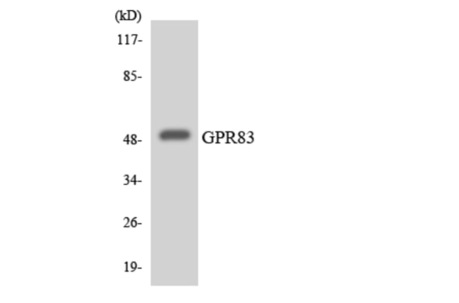 Western Blot - Anti-GPR83 Antibody (R12-2848) - Antibodies.com