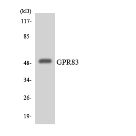 Western Blot - Anti-GPR83 Antibody (R12-2848) - Antibodies.com
