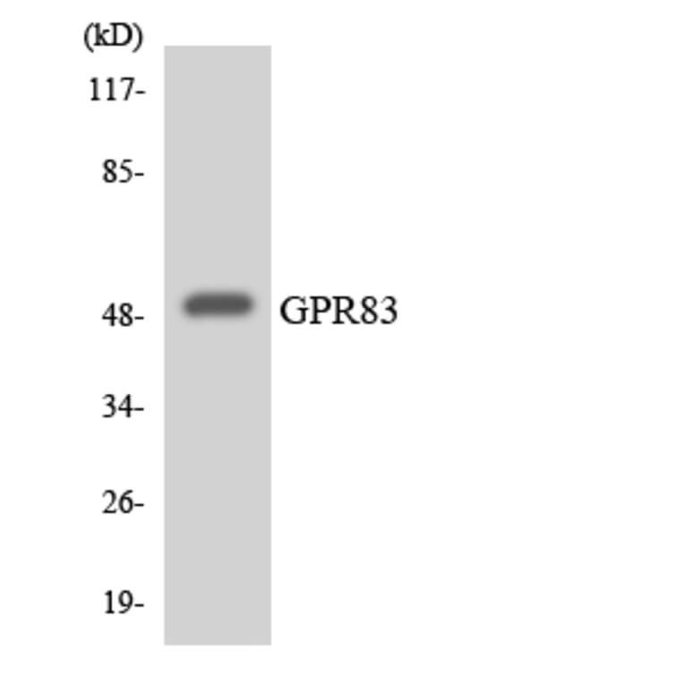 Western Blot - Anti-GPR83 Antibody (R12-2848) - Antibodies.com