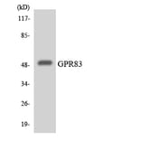 Western Blot - Anti-GPR83 Antibody (R12-2848) - Antibodies.com