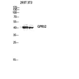 Western Blot - Anti-GPR52 Antibody (G344) - Antibodies.com