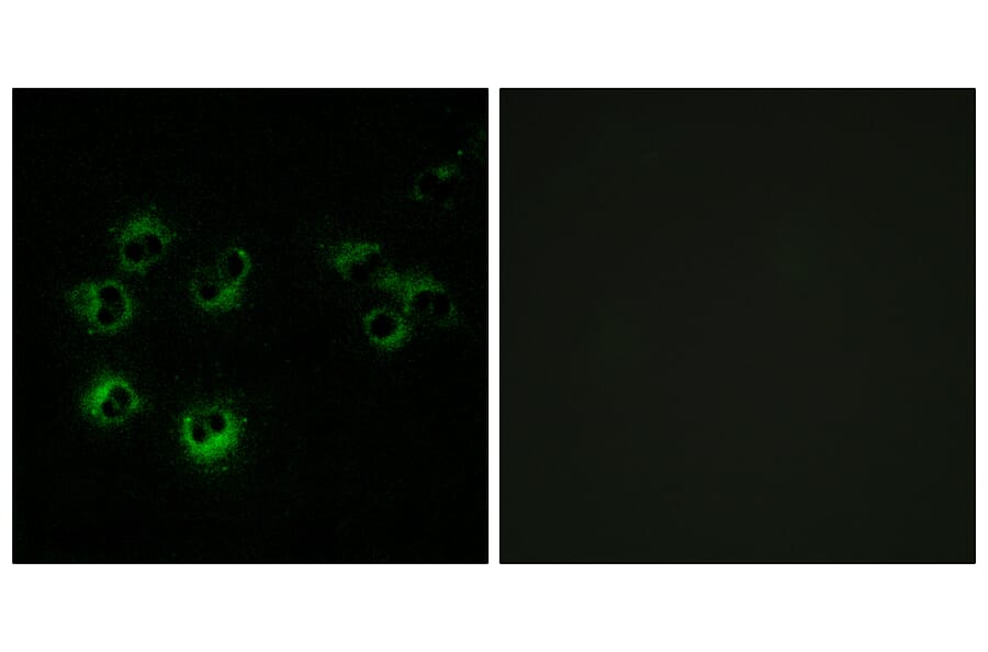 Immunofluorescence - Anti-GPR42 Antibody (G810) - Antibodies.com