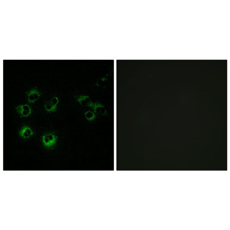 Immunofluorescence - Anti-GPR42 Antibody (G810) - Antibodies.com